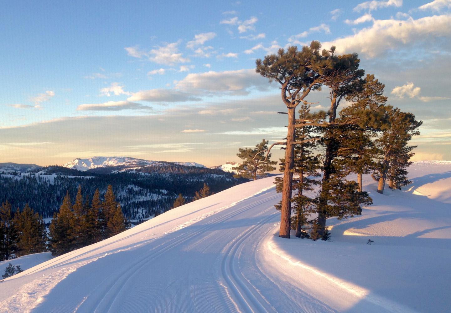 XC ski trail with trees at sunset